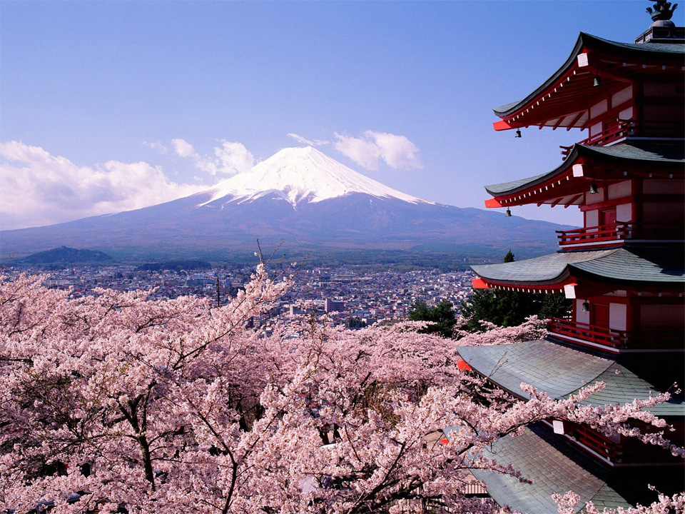 Fleeting beauty: Japanese cherry blossoms