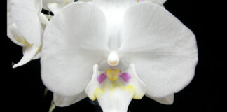 A protein battle underlies the beauty of orchids