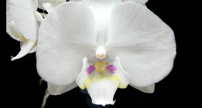 A protein battle underlies the beauty of orchids